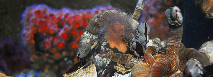 Leaf Barnacle