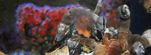 Leaf Barnacle