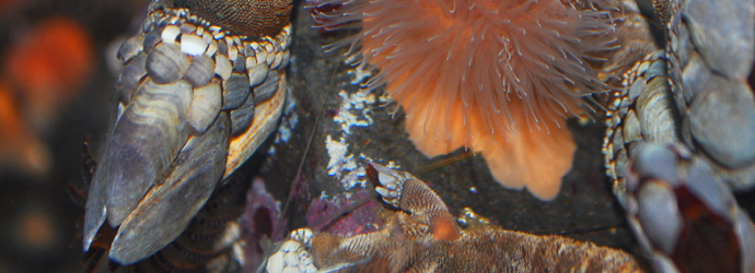 Leaf Barnacle