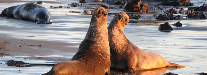 Northern Elephant Seal