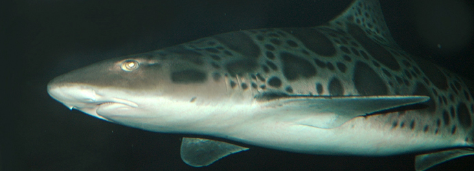 Leopard Shark