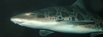 Leopard Shark