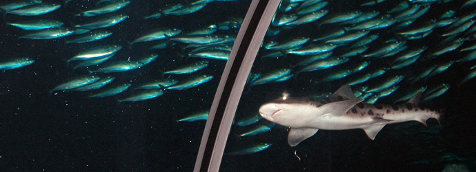 Leopard Shark