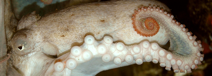 Red Octopus