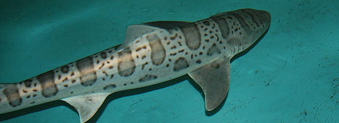 Leopard Shark