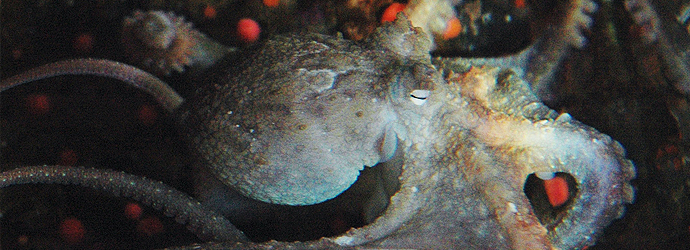 Red Octopuses