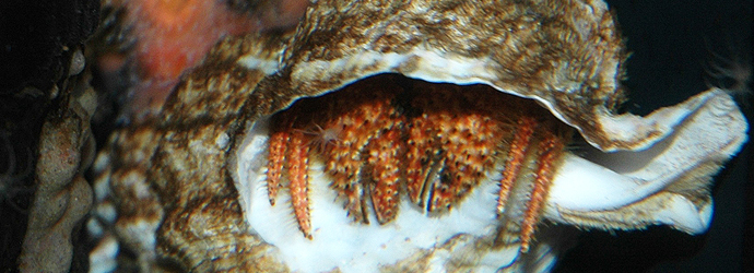 Hairy Hermit Crab