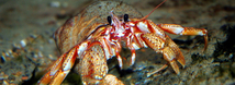 Hairy Hermit Crab