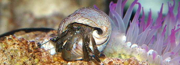 Hairy Hermit Crab