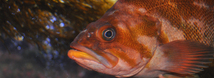 Copper Rockfish