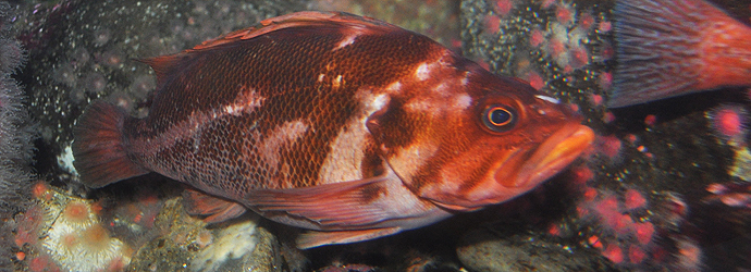 Copper Rockfish