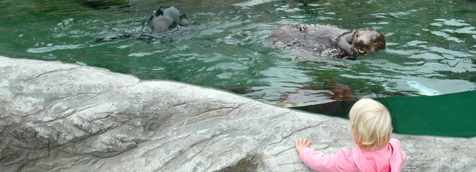Sea Otters