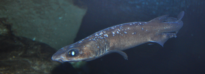 Filetail Catshark