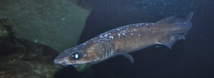 Filetail Catshark