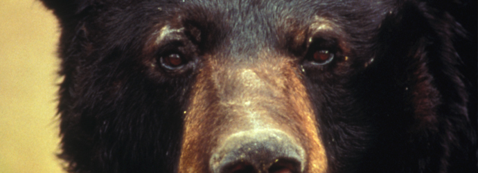 Black Bear