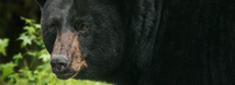 Black Bear