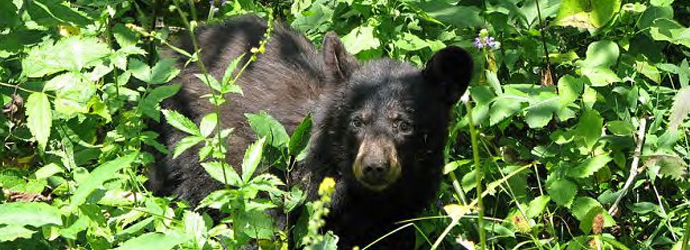 Black Bear
