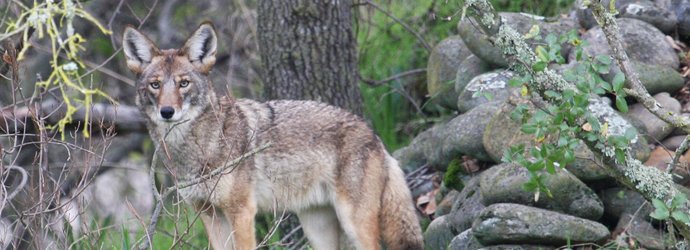 Coyote