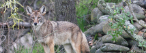 Coyote