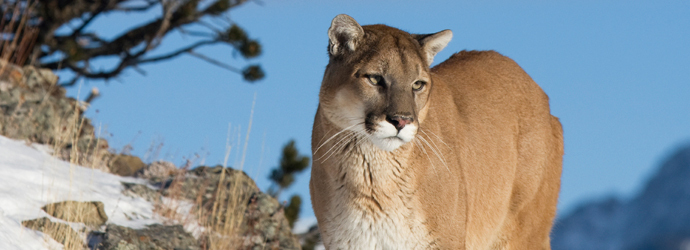 Cougar
