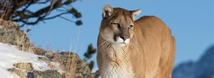 Cougar