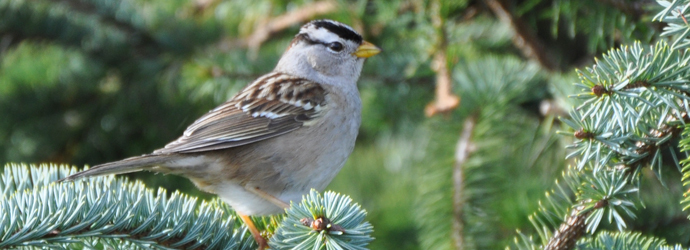 White Crowned Sparrow