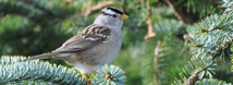 White Crowned Sparrow