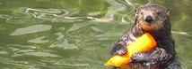 Northern Sea Otter