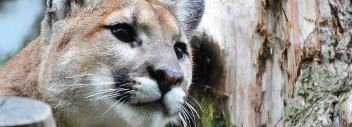 Cougar