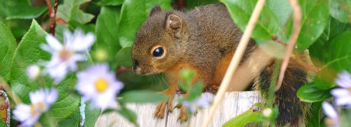 Douglas' Squirrel