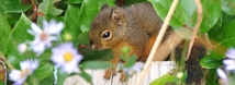 Douglas' Squirrel