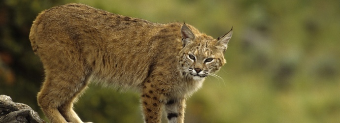 Bobcat