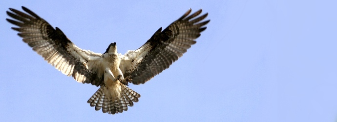 Osprey