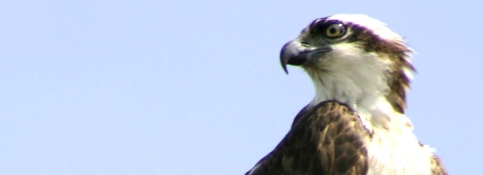 Osprey