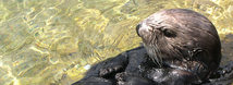 Southern Sea Otter