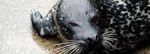 Seals & Sea Lions