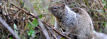 California Ground Squirrel