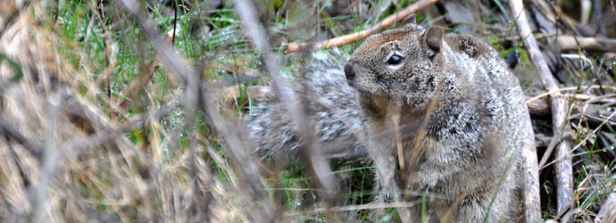 California Ground Squirrel