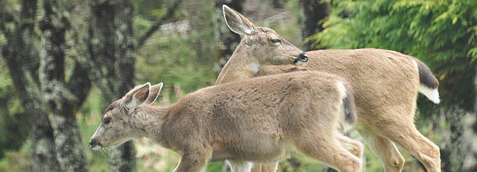 Black Tail Deer