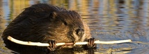 American Beaver