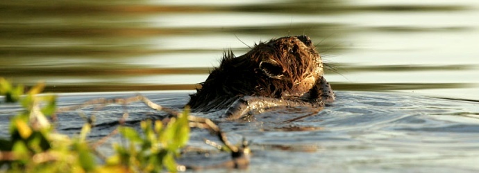 American Beaver