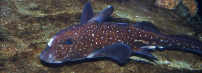 Spotted Ratfish