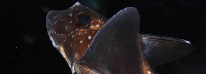 Spotted Ratfish