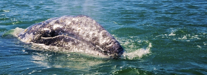 Gray Whale