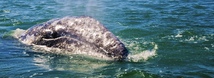 Gray Whale