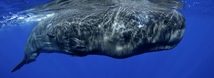 Sperm Whale