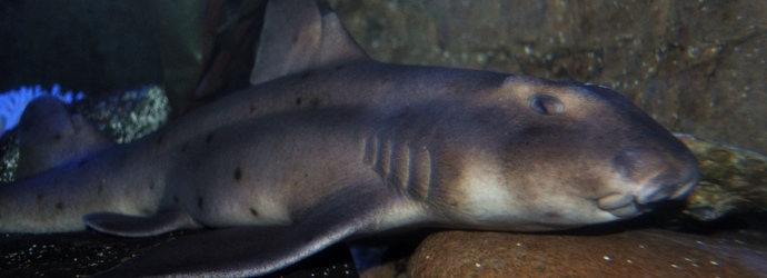 Horn Shark