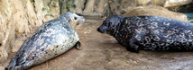 Seals & Sea Lions