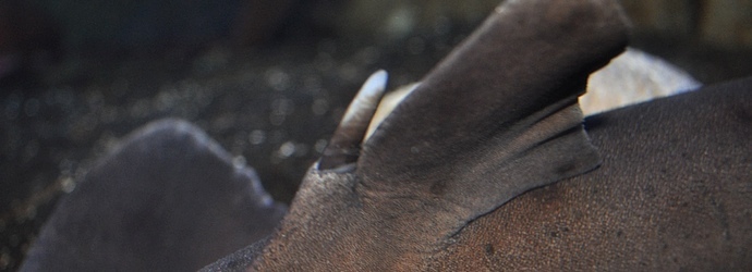 Horn Shark