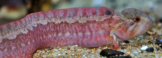 High Cockscomb